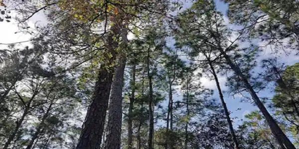 Image 2 Image 2