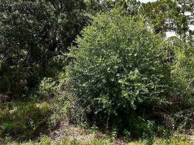Lot 16 RENTSCHER AVENUE