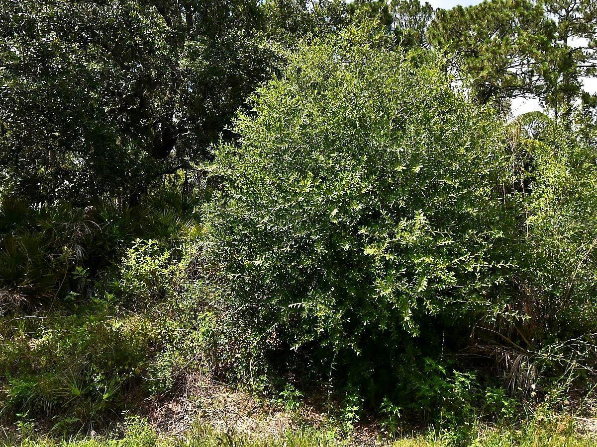 Image 1 Image 1