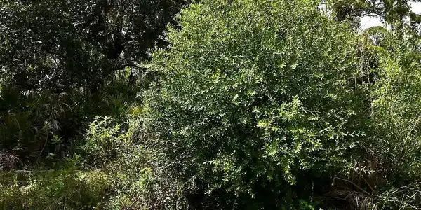 Lot 16 RENTSCHER AVENUE