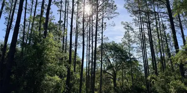 Image 4 Image 4