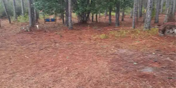 Image 4 Image 4