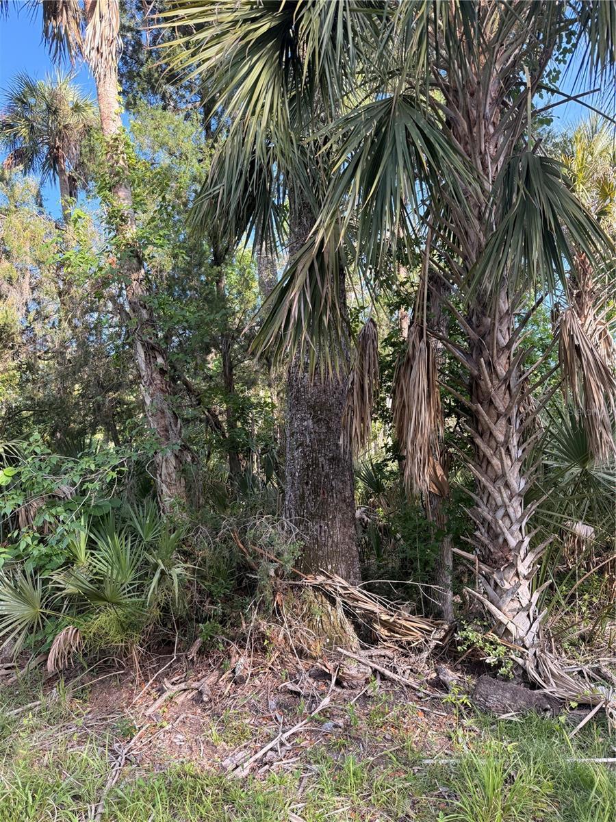 Image 4 Image 4