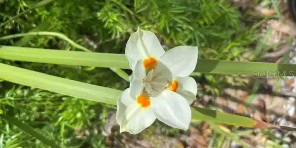 Image 4 Image 4