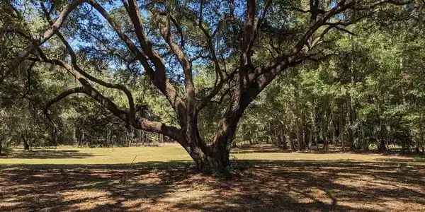 Image 4 Image 4