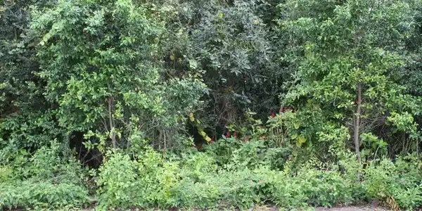 Image 4 Image 4