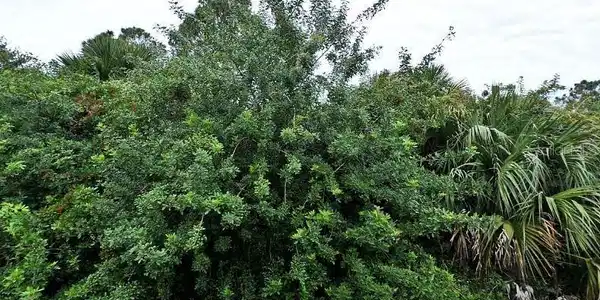 Image 2 Image 2