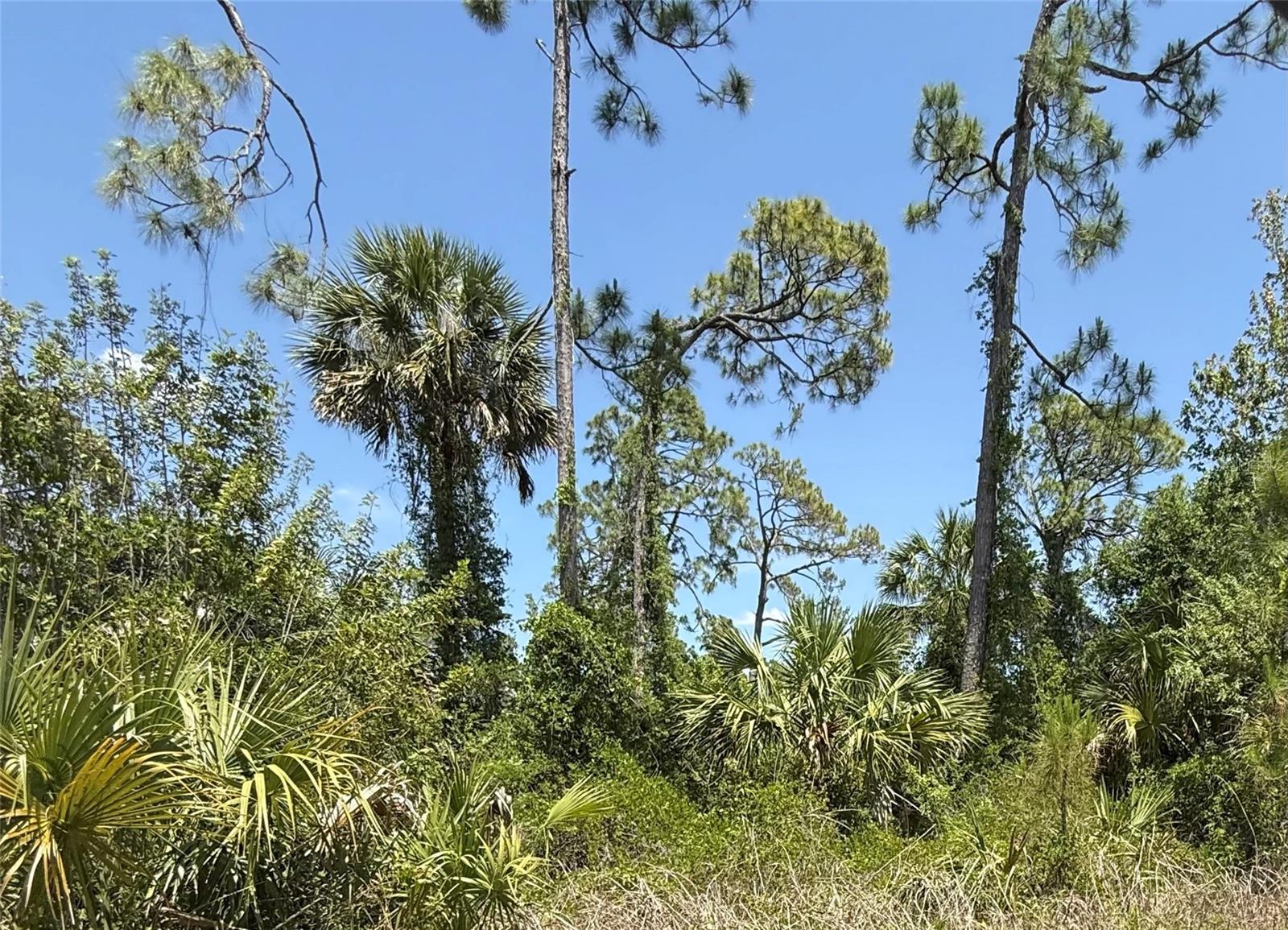 Image 1 Image 1