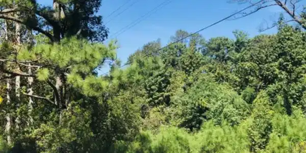 2412 Mayberry Loop Road